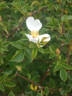 photo of Field Briar