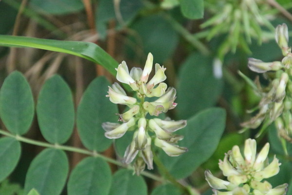 photo of Sweet Leaved Milk Vetch
