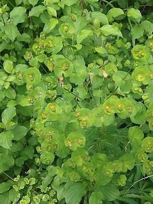 photo of Wood Spurge