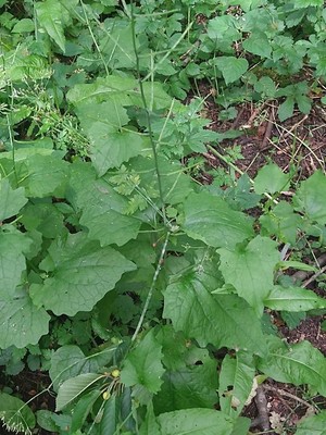 photo of Nipplewort