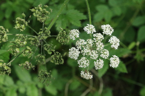 photo of Hogweed