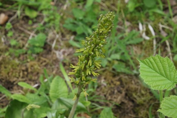 photo of Common Twayblade