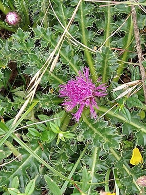 photo of Drawf Thistle