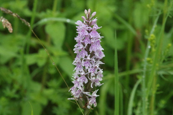 photo of Common Spotted Orchid