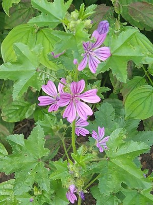 photo of Common Mallow