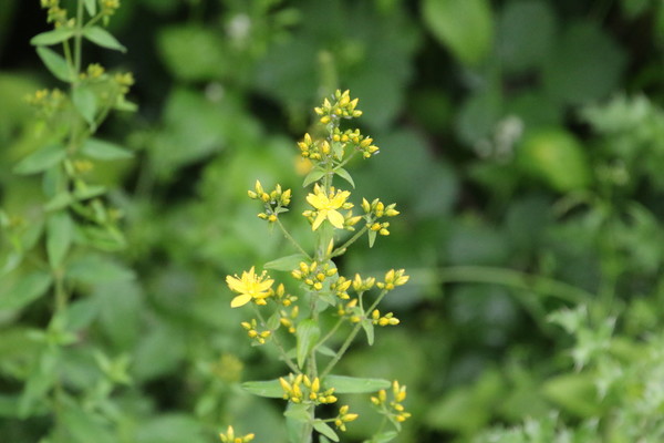 photo of Hairy St John's Wort