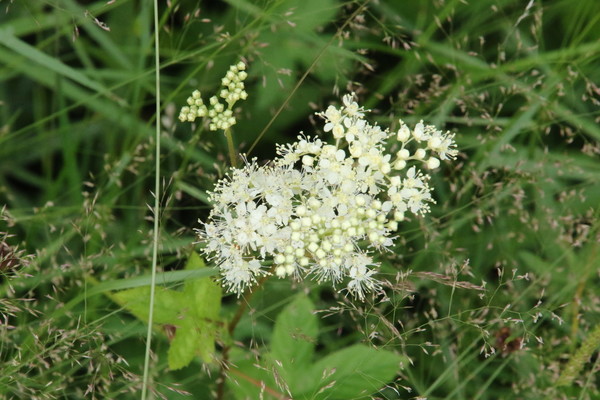 photo of Meadowsweet