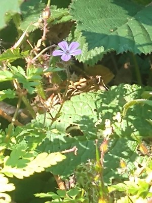 photo of Herb Robert
