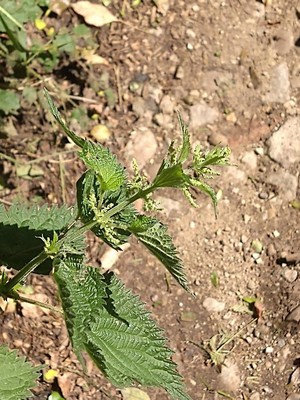 photo of Common Nettle