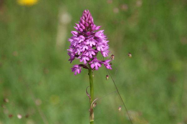 photo of Pyramidal Orchid