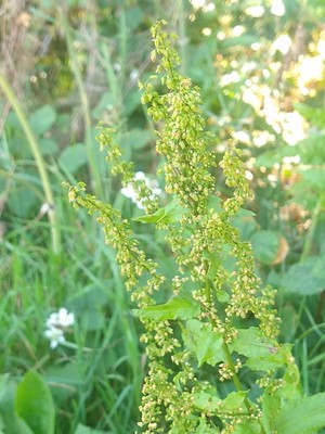 photo of Curled Dock