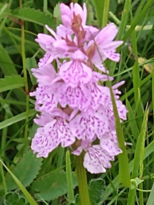 photo of Heath Spotted Orchid