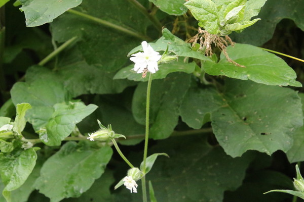 photo of White Campion
