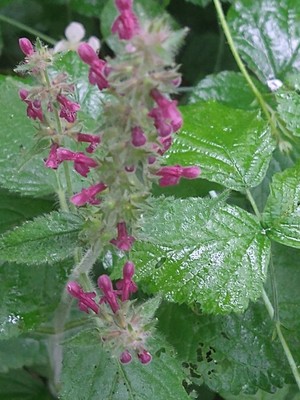 photo of Hedge Woundwort