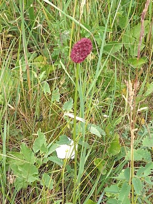 photo of Great Burnet