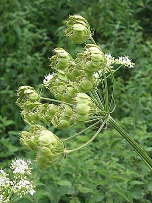 photo of Hogweed