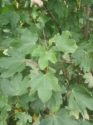 photo of Sycamore