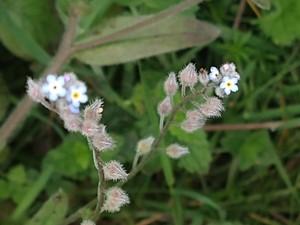 photo of Field Forget Me Not