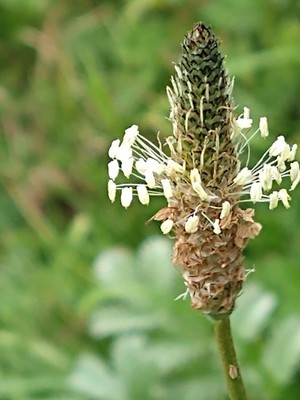 photo of Ribwort Plantain
