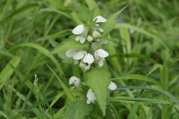photo of White Dead Nettle
