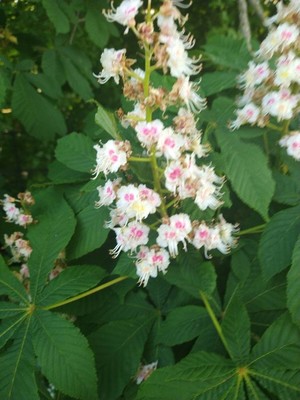 photo of Horse Chestnut