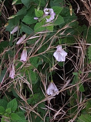 photo of Field Bindweed