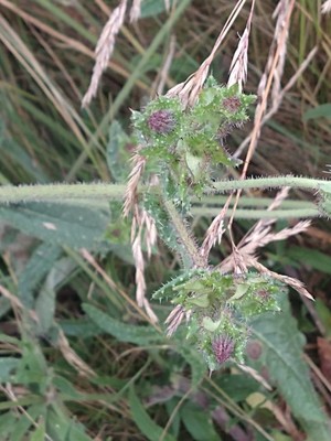 photo of Bristly Oxtongue