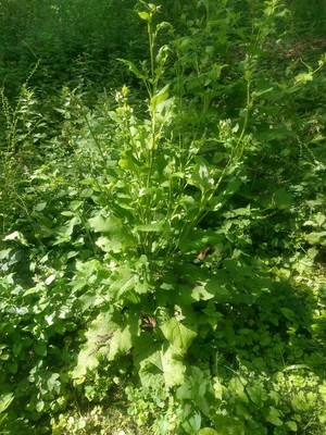 photo of Nipplewort