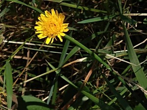 photo of Dandelion