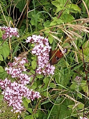 photo of Wild Marjoram
