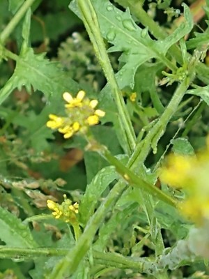 photo of Hedge Mustard