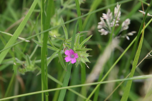 photo of Cut Leaved Crane's Bill
