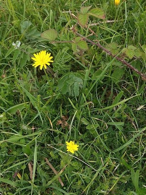 photo of Goat's Beard