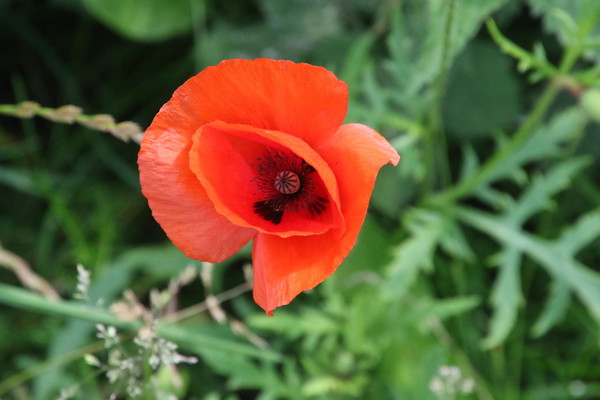 photo of Common Poppy