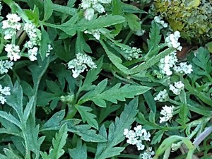 photo of Spreading Hedge Parsley