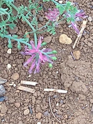 photo of Common Fumitory