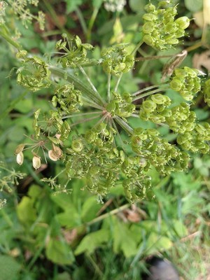 photo of Hogweed