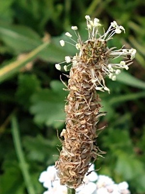 photo of Ribwort Plantain