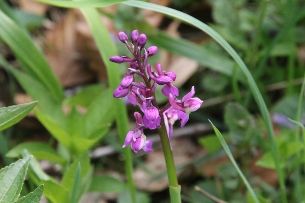 photo of Early Purple Orchid