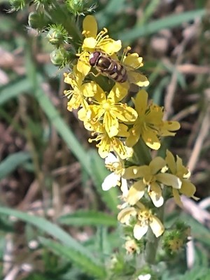 photo of Agrimony