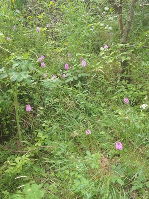 photo of Pyramidal Orchid