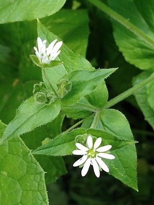 photo of Wood Stitchwort