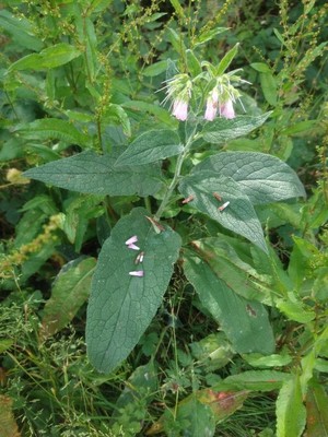 photo of Common Comfrey