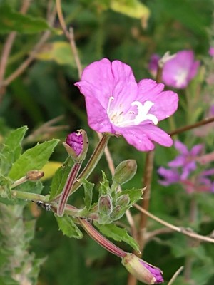 photo of Great Willowherb