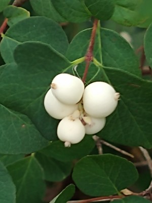 photo of Snowberry