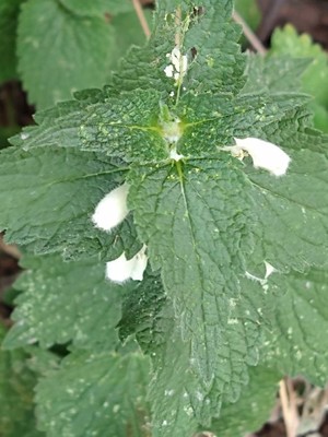 photo of White Dead Nettle