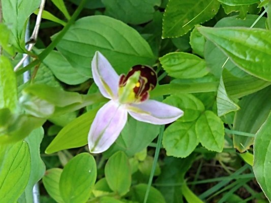 photo of Bee Orchid