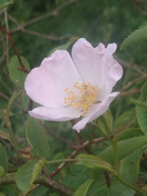 photo of Common Dog Rose