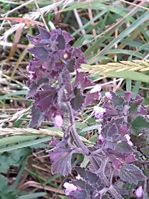 photo of Black Horehound