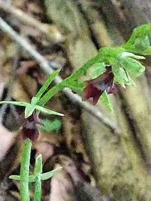 photo of Fly Orchid